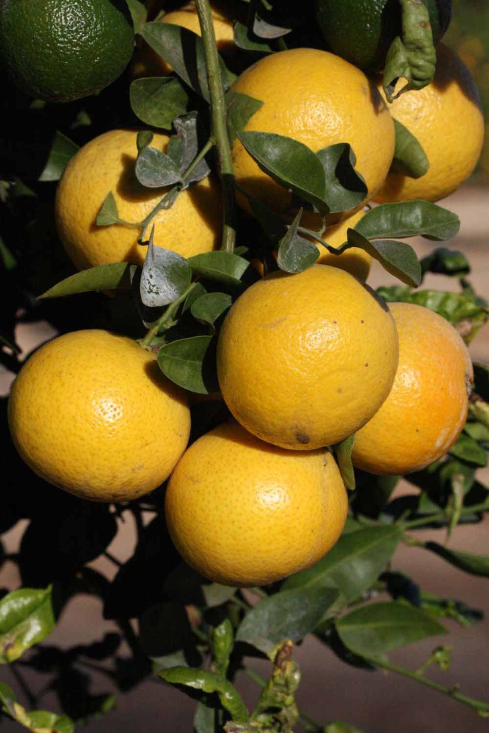            Fruit (Riverside, CA)   